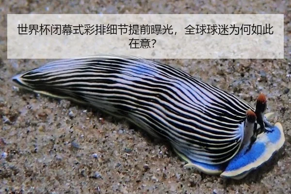 世界杯闭幕式彩排细节提前曝光，全球球迷为何如此在意？